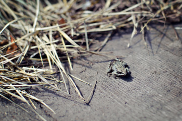 Frog on a wooden floor, a thatched background.