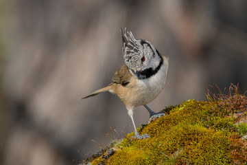 Bird in wildlife