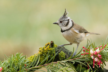 Bird in wildlife