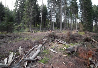 forests of conifers and beech trees during deforestation by man