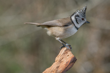 Bird in wildlife