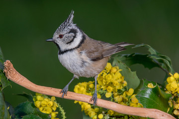 Bird in wildlife