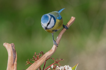 Bird in wildlife