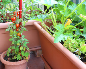 plants of tomatoes and zucchini in the pots of an urban garden i