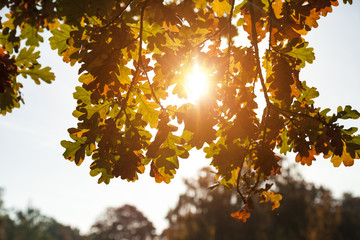 Herbstblätter Sonnenlicht