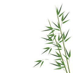 Obraz premium Bamboo sprouts. Hand drawn vector illustration on white background