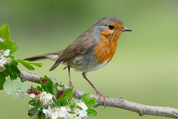 Bird in wildlife