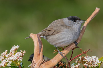Fototapeta premium Bird in wildlife