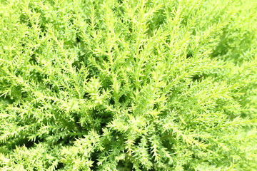 ゴールドクレスト