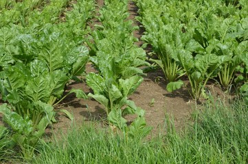 Zuckerrübenanbau, Landwirtschaft