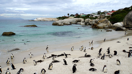 Fototapeta premium Pinguine in Südafrika/Kolonie von Südafrikanischen Brillenpinguinen am Boulder’s Beach in Simon’s Town an der False Bay, Pinguine am Strand und im Meer auf der Kap-Halbinsel