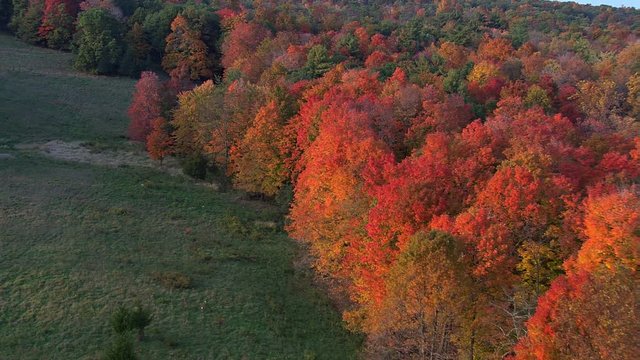 Low flight over woodland ablaze with fall colors