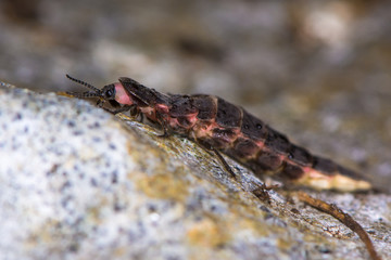 Glow-worm (Lampyris noctiluca) female in profile. Insect in the family Lampyridae, also know as a firefly or lightning bug