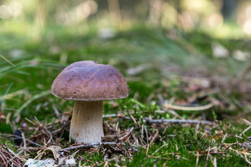ein Steinpilz steht im Wald