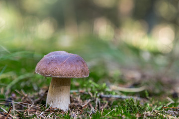 ein Steinpilz steht im Wald