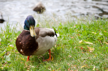 Ducks in city park