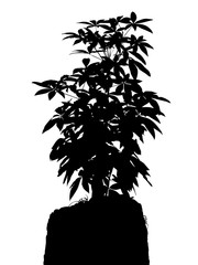 Silhouette tree grown on the stone in black and white