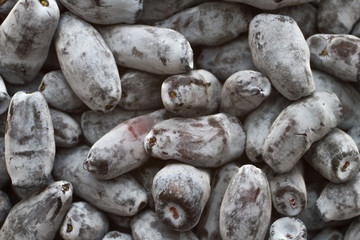 honeysuckle black berries background