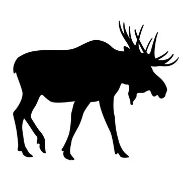adult moose go black silhouette 
