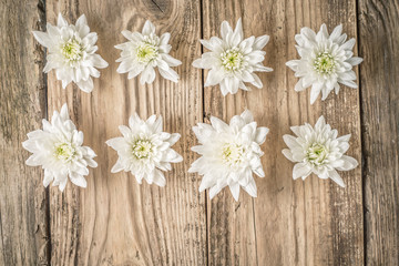Composition of white flowers on the wooden background