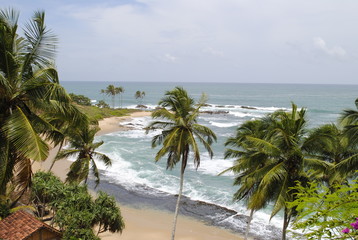 Palms on the ocean beach