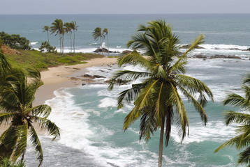 Palms on the ocean beach © Andrii_Linikh