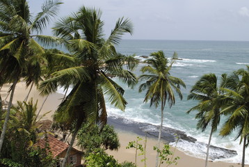 Palms on the ocean beach 