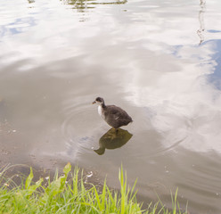 Baby grebe