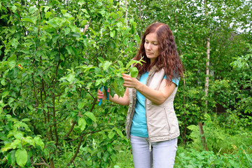The girl with the green thumb shears cuts the branch of a tree o