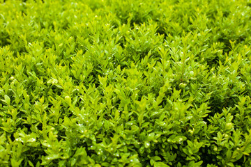 Close-up view of green bush