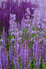 Obraz premium Verschiedene Sorten Lavendel - Lavandula angustifolia