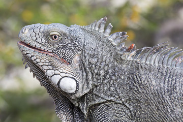 Leguan auf Augenhöhe 