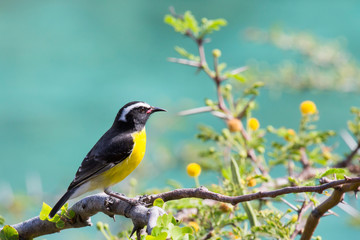 Fototapeta premium Zuckervogel (Coerebidae) - Curacao 
