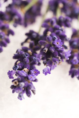 lavender flower