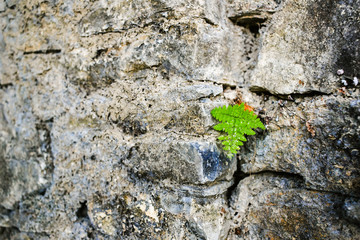 Small leafs growing in a stone wall.