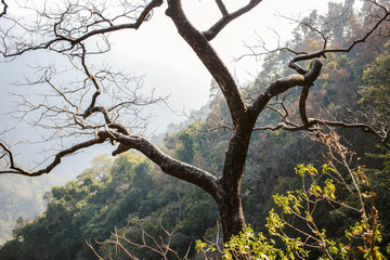 Fototapeta na wymiar Lonely tree in Himalayan Mountains, Rishikesh, India