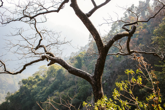 Lonely tree in Himalayan Mountains, Rishikesh, India