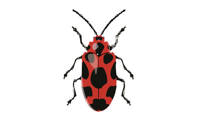 Illustration of Phyllocharis Cyanicornis on White Background