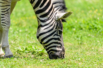 Fototapeta na wymiar Wild Zebra Grazing On Fresh Green Grass Field