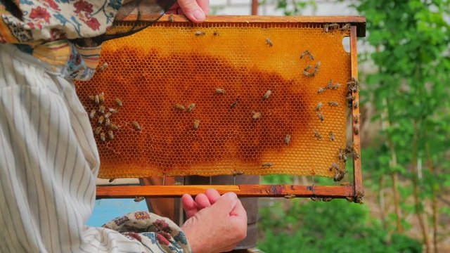 Beekeeper holding frame of honeycomb