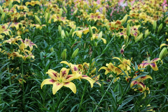 Fototapeta Lilium Pieton 3