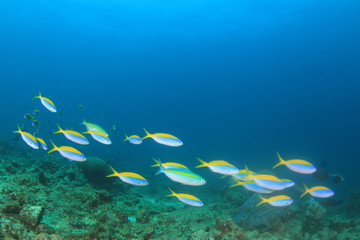 Fototapeta na wymiar Fusilier fish on underwater coral reef