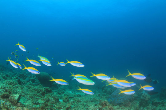Fototapeta Fusilier fish on underwater coral reef