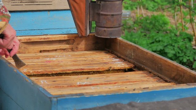 Beekeeper working with honeycombs