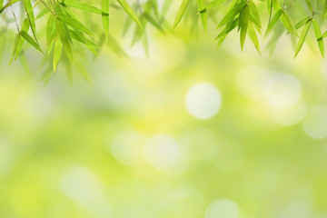Obraz premium Bamboo leaf and soft green bokeh background