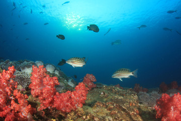 Obraz na płótnie Canvas Coral reef and fish underwater