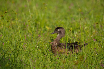 Wood Duck / Wood Duck sitting  in grass with purple flowers