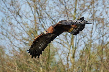 Golden eagle (Aquila chrysaetos)