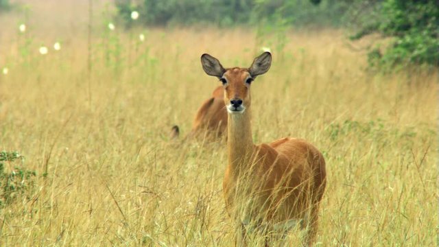 Impalas standing in tall grass on African savanna