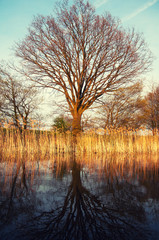 Naklejka na ściany i meble Photo of tree reflected in a misty lake
